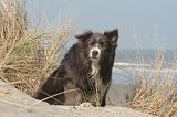 BORDER COLLIE 1437